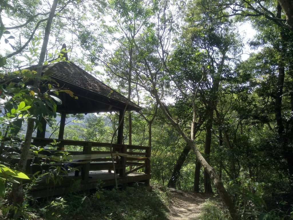 霧峰 青桐林 樟樹林步道 霧峰 青桐林 樟樹林步道