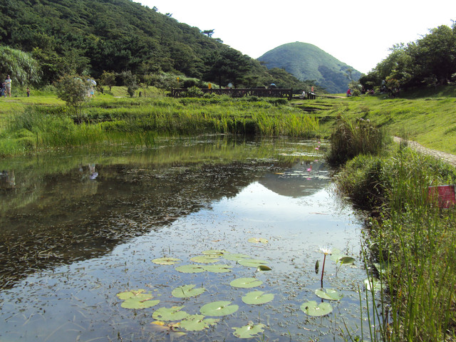 陽明山 二子坪 蝴蝶花廊 陽明山 二子坪 蝴蝶花廊