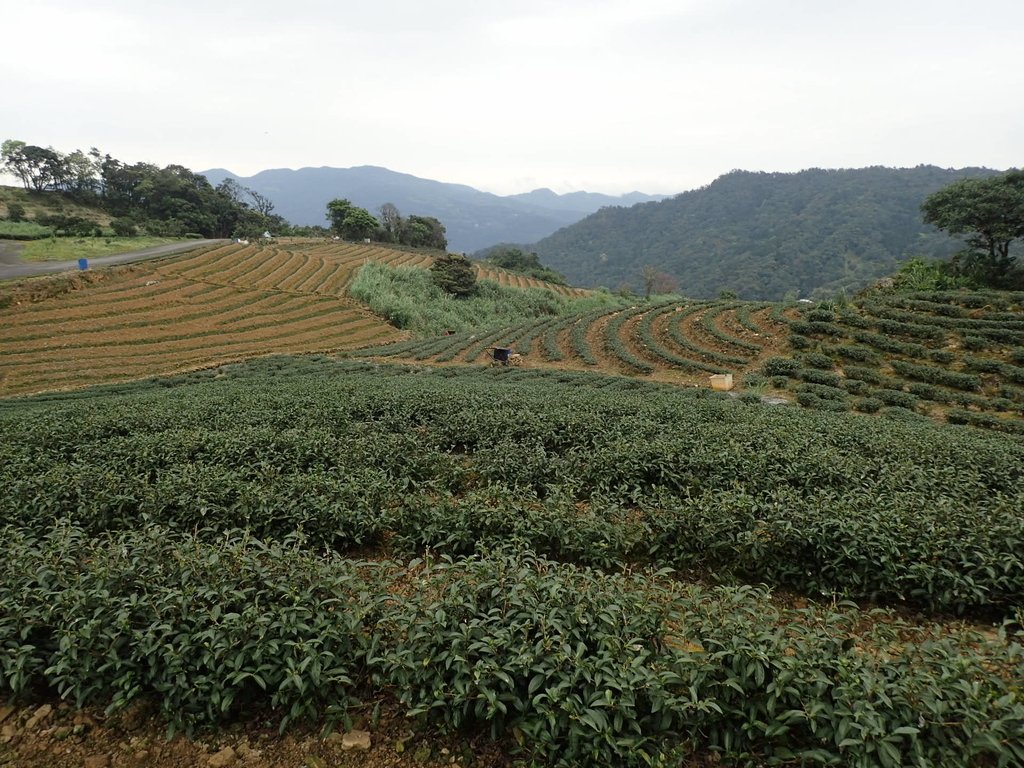 坪林 大湖尾 茶園風光 坪林 大湖尾 茶園風光