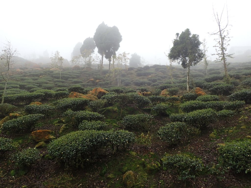 鹿谷 大崙 霧中茶園之美 (03) 鹿谷 大崙 霧中茶園之美 (03)