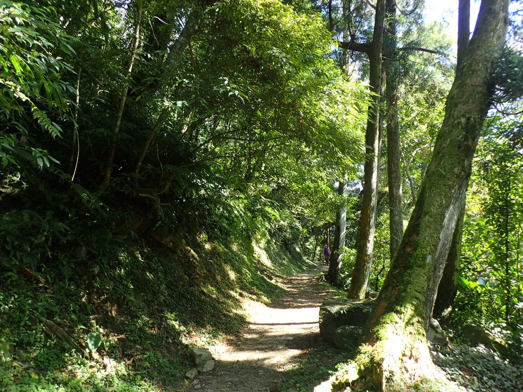 復興 東滿登山步道 復興 東滿登山步道