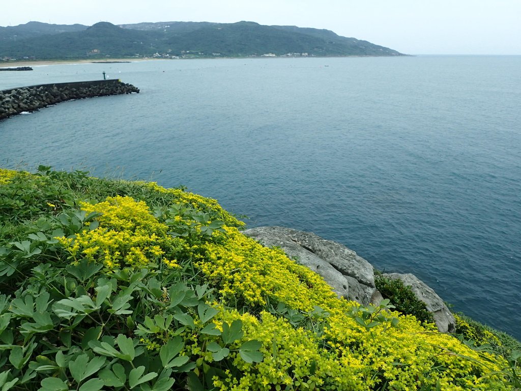金山 磺港岬角 秘徑 金山 磺港岬角 秘徑