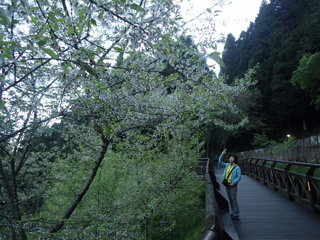 阿里山 沼平車站 櫻之道 阿里山 沼平車站 櫻之道