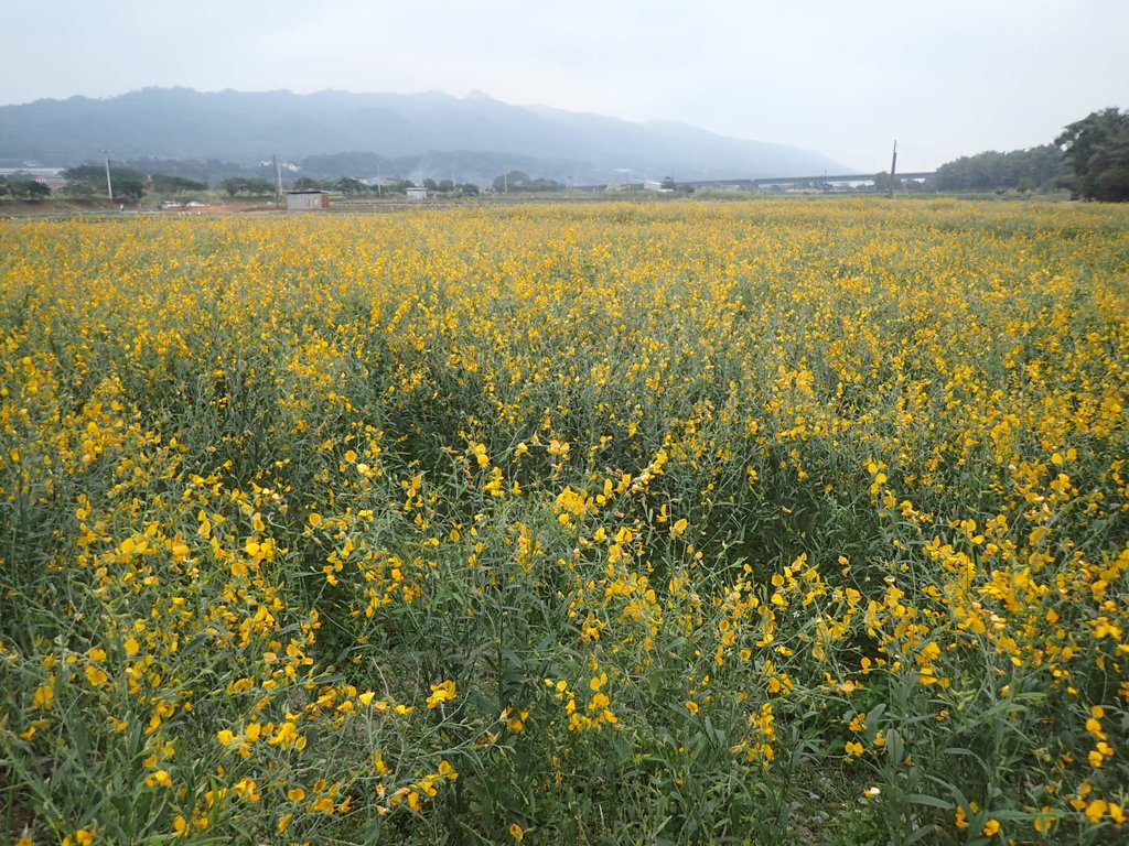 銅鑼 九湖村 太陽麻花田 銅鑼 九湖村 太陽麻花田