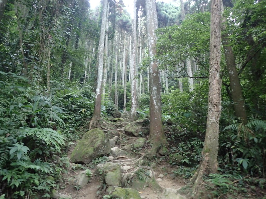 竹東 五指山登山步道 (下) 竹東 五指山登山步道 (下)
