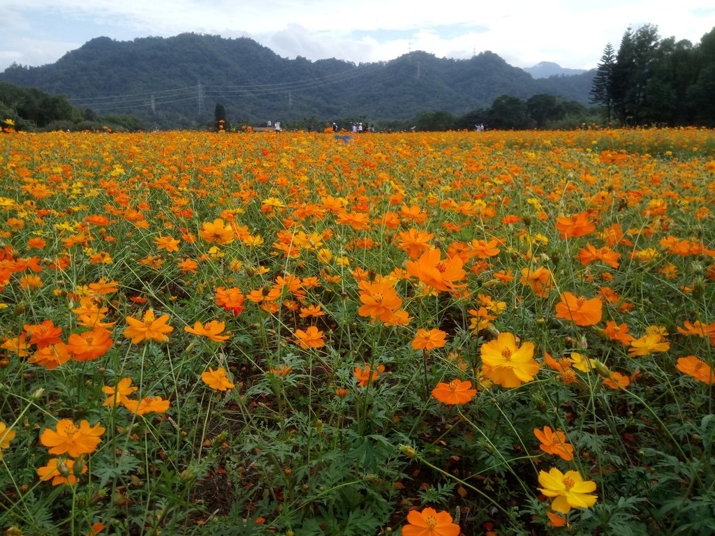 大溪 頭寮之 菊色花海 大溪 頭寮之 菊色花海