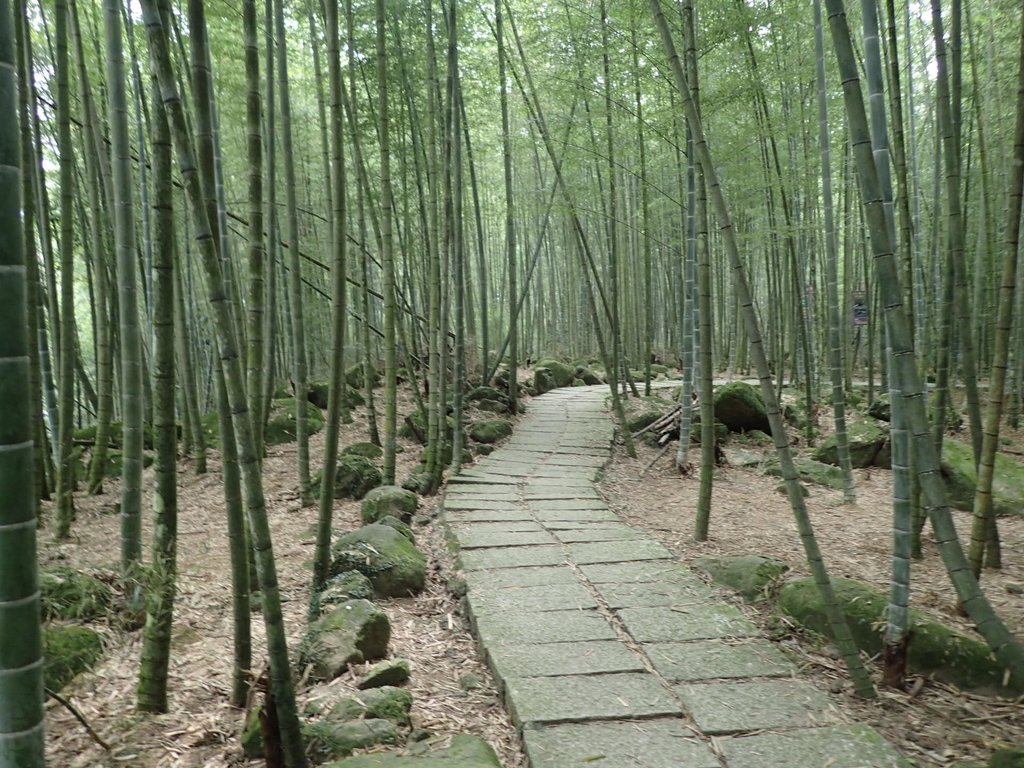 鹿谷 小半天 孟宗竹林古戰場 鹿谷 小半天 孟宗竹林古戰場