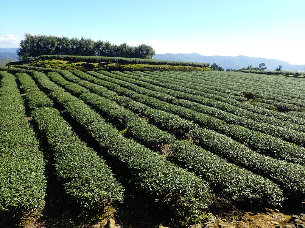 坪林 大旗尾茶園 坪林 大旗尾茶園