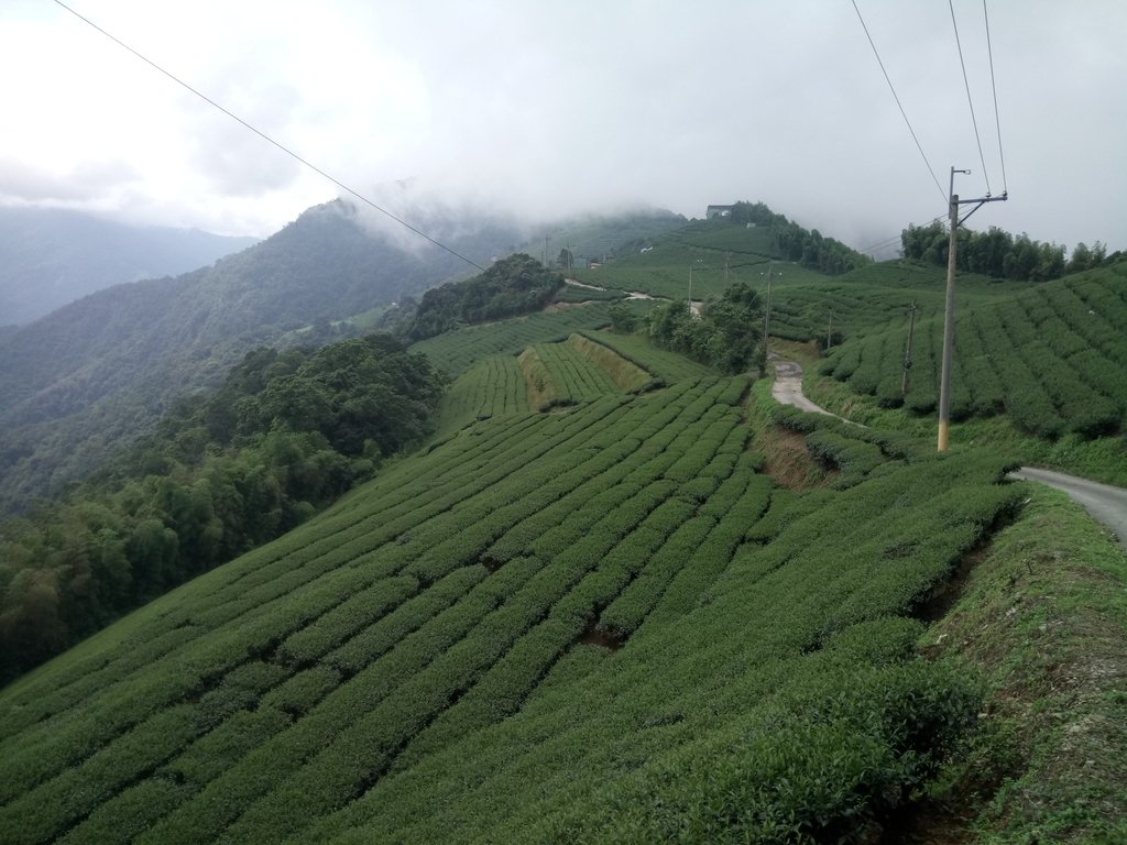 武界 茶園風光 (上) 武界 茶園風光 (上)