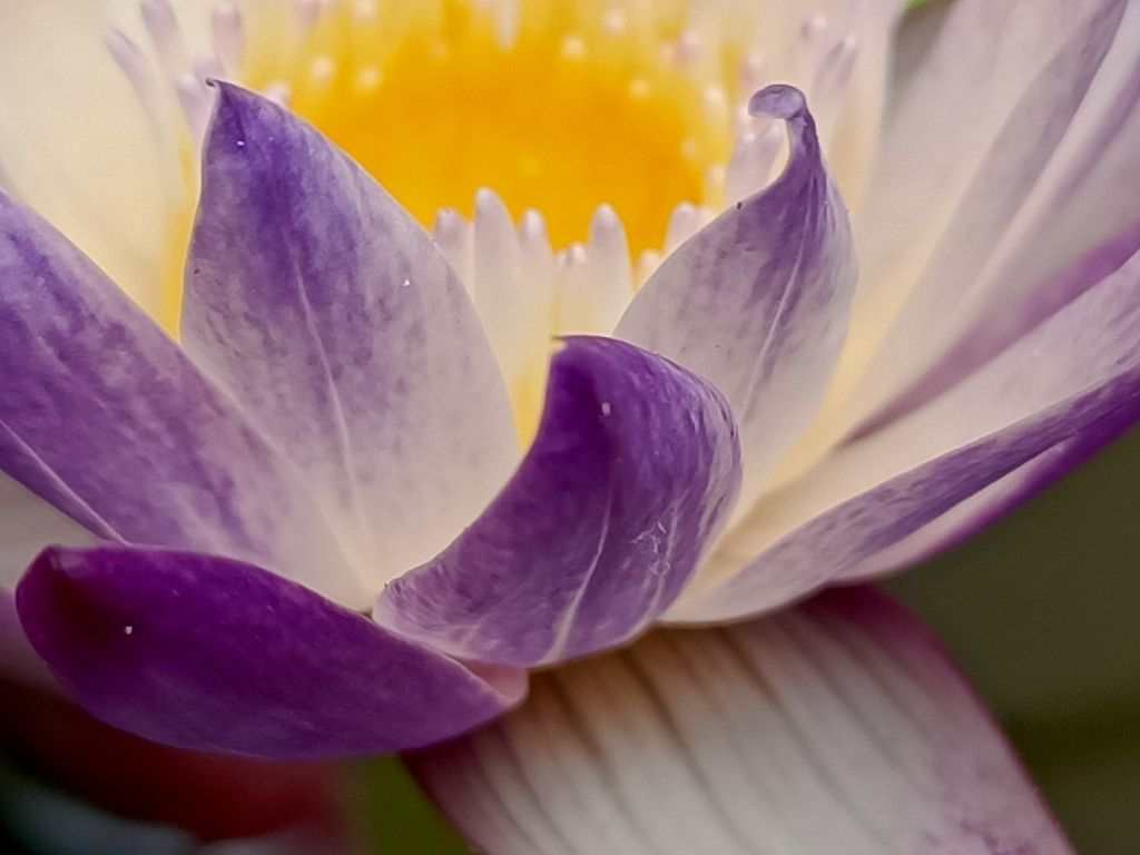 花花世界 (002)— 子午蓮 花花世界 (002)— 子午蓮