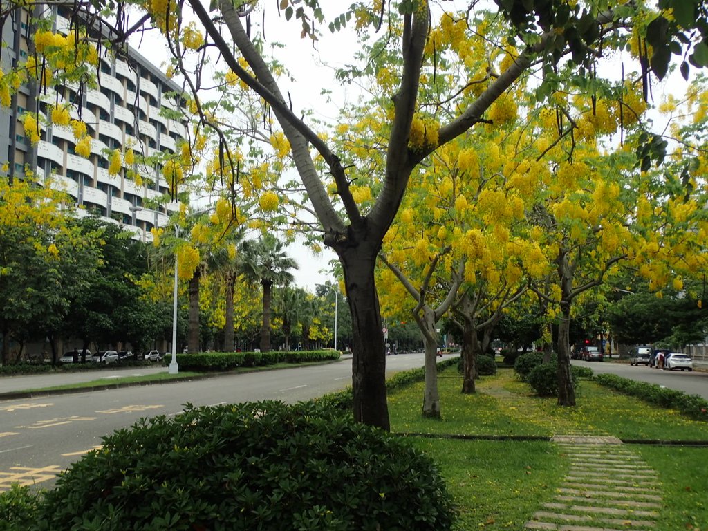 台中 興大街道之阿勃勒 台中 興大街道之阿勃勒
