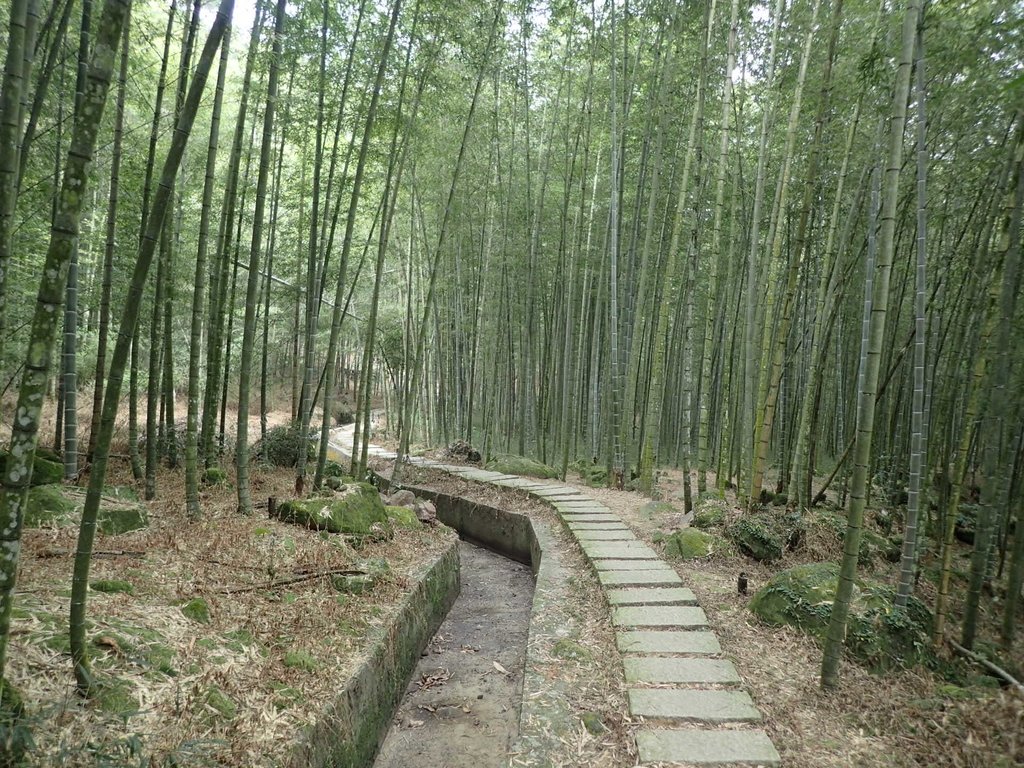 鹿谷 小半天 長源圳古道 鹿谷 小半天 長源圳古道