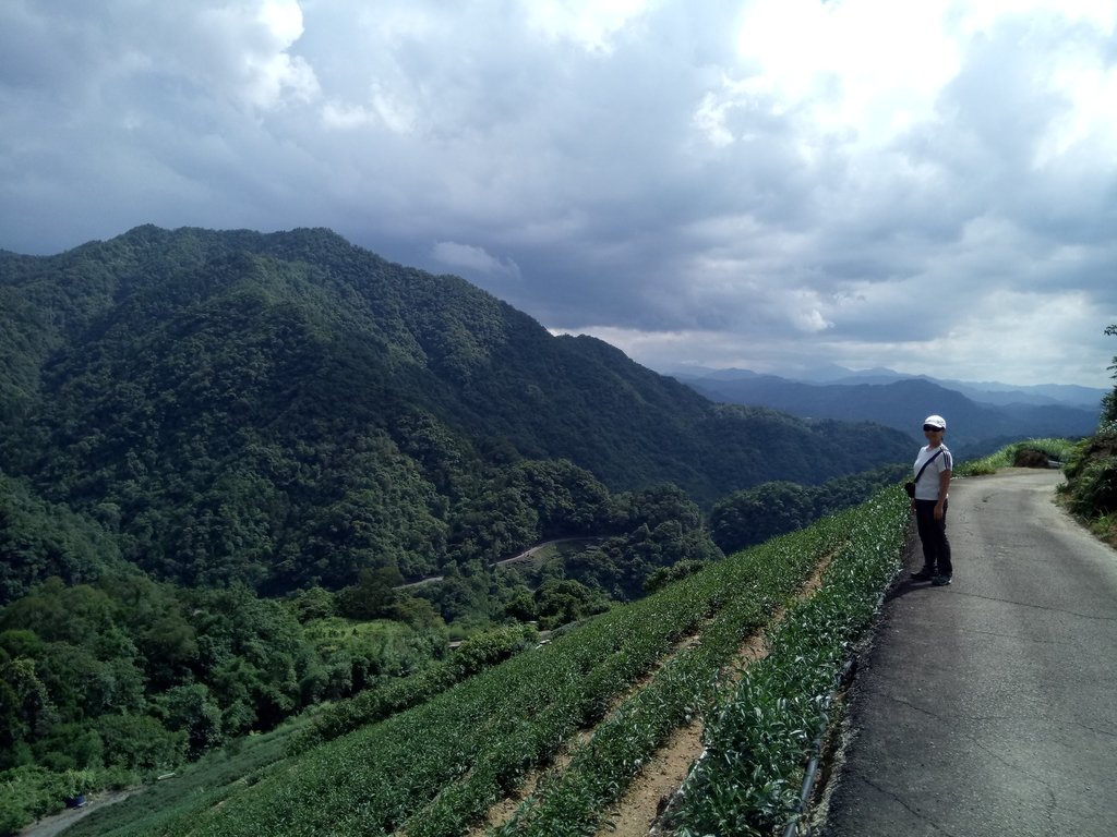 坪林 厚德岡坑之 茶園風光 坪林 厚德岡坑之 茶園風光