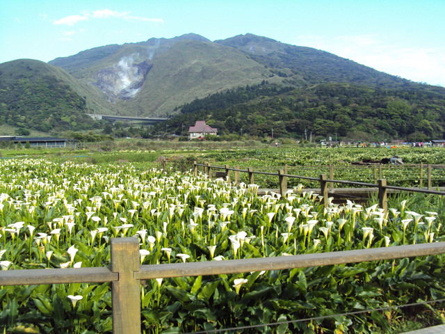陽明山 竹子湖 海芋祭 陽明山 竹子湖 海芋祭