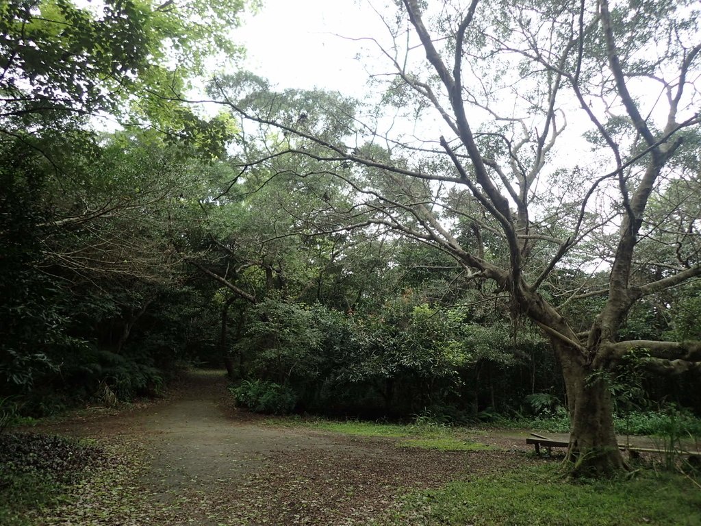 內湖 大崙尾山 親山步道 內湖 大崙尾山 親山步道