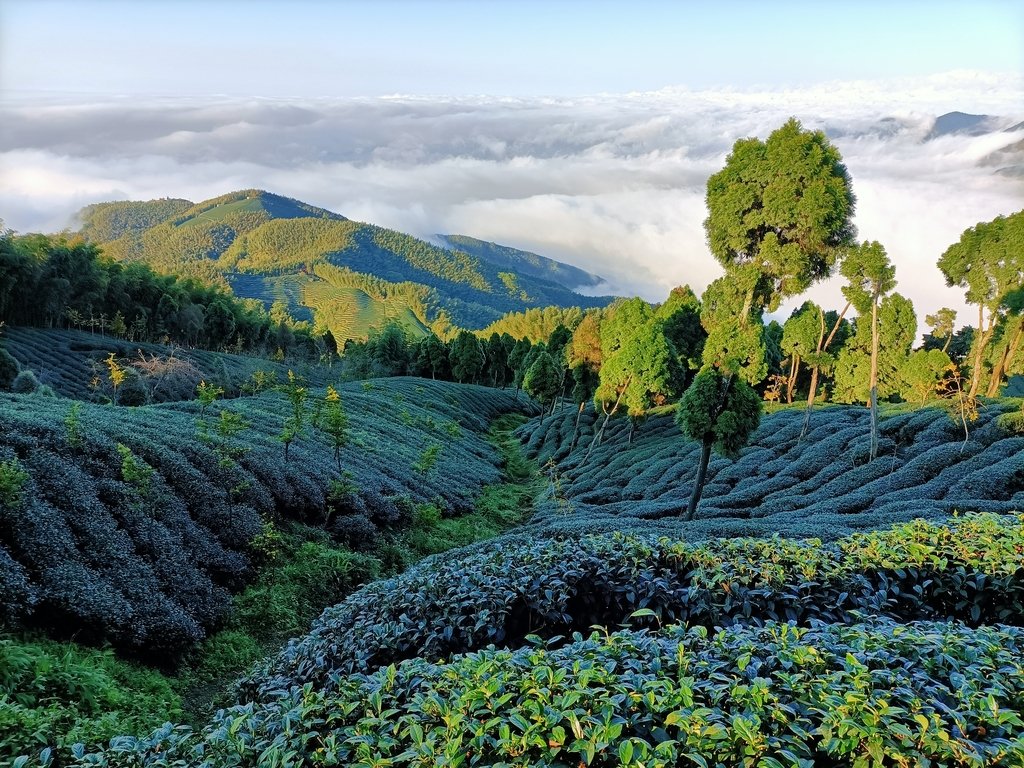 鹿谷 大崙山觀光茶園步道 (01) 鹿谷 大崙山觀光茶園步道 (01)
