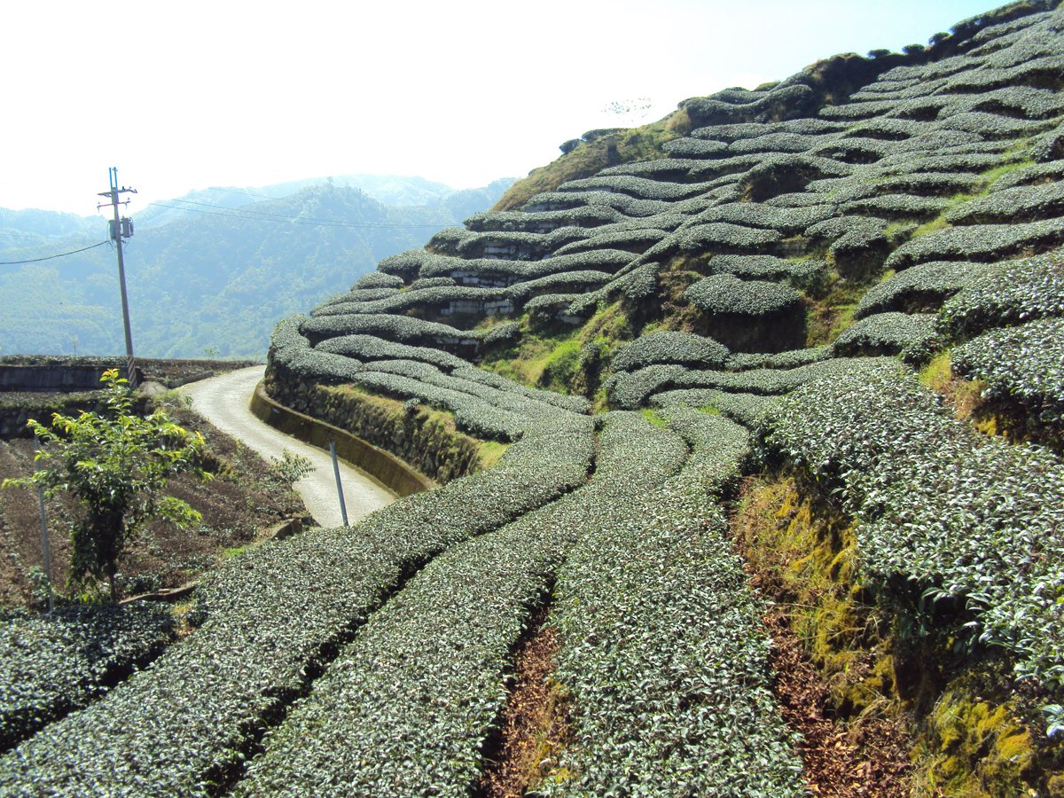 竹山 軟鞍 八卦茶園 (上) 竹山 軟鞍 八卦茶園 (上)