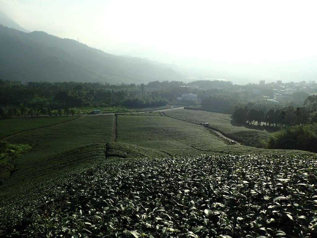 竹山 山坪頂茶園 (下) 竹山 山坪頂茶園 (下)