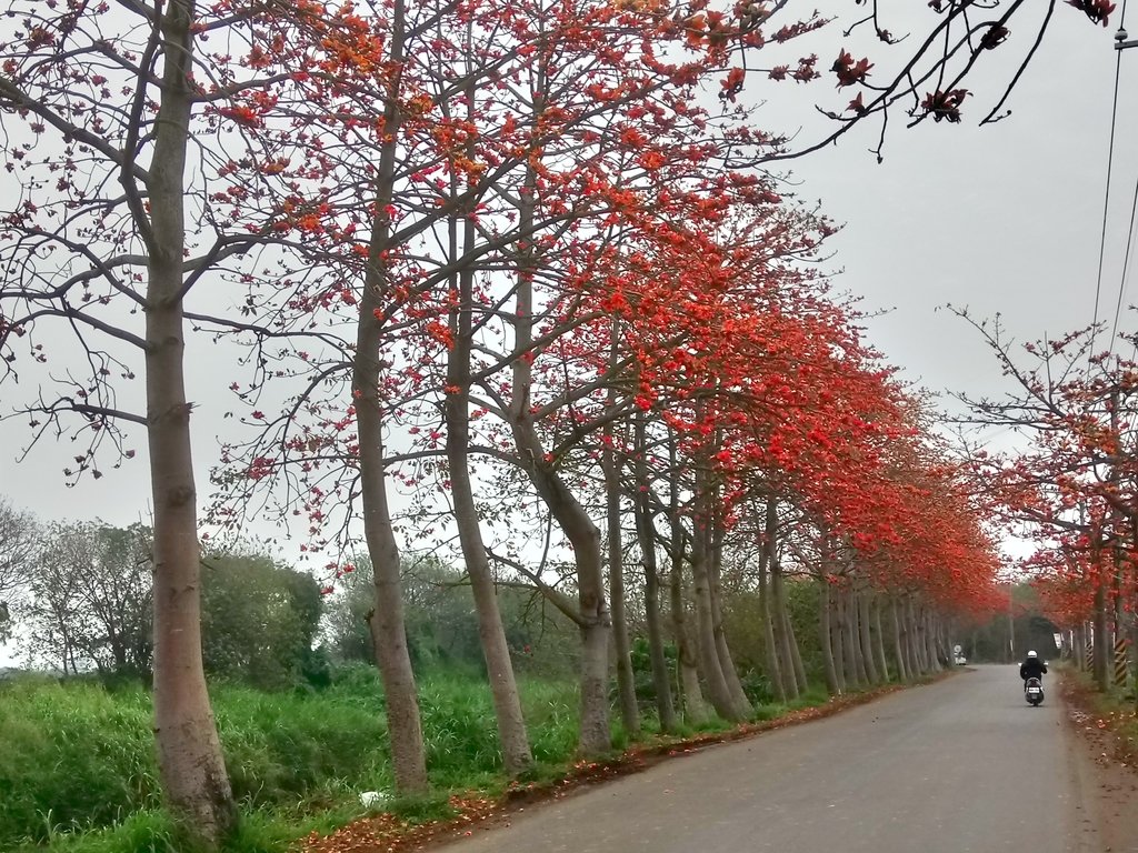埤頭 東螺溪 木棉花道 (上) 埤頭 東螺溪 木棉花道 (上)
