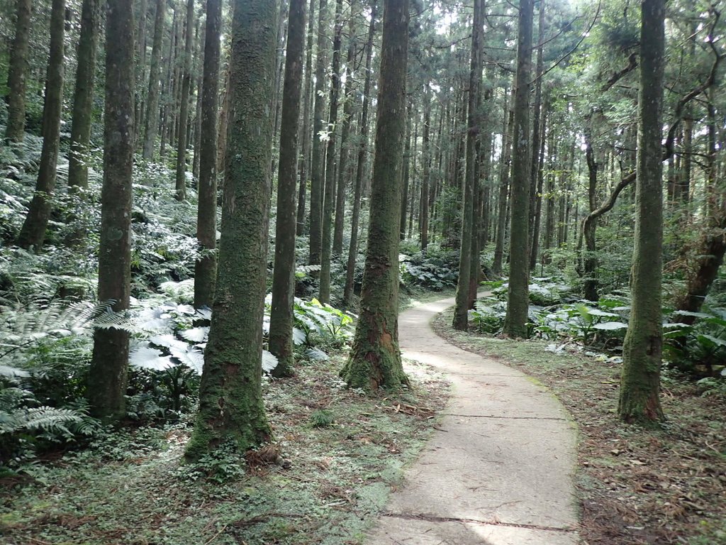 復興 東眼山森林步道 (02) 復興 東眼山森林步道 (02)