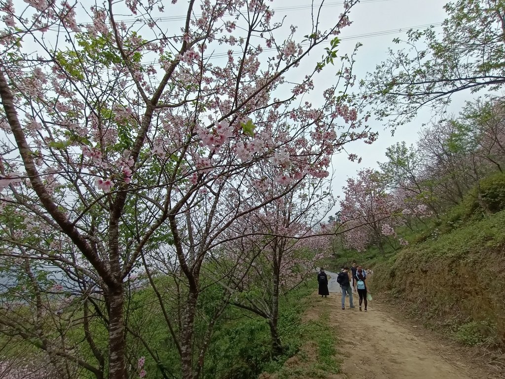 三峽 熊空 大熊櫻花林 (下) 三峽 熊空 大熊櫻花林 (下)