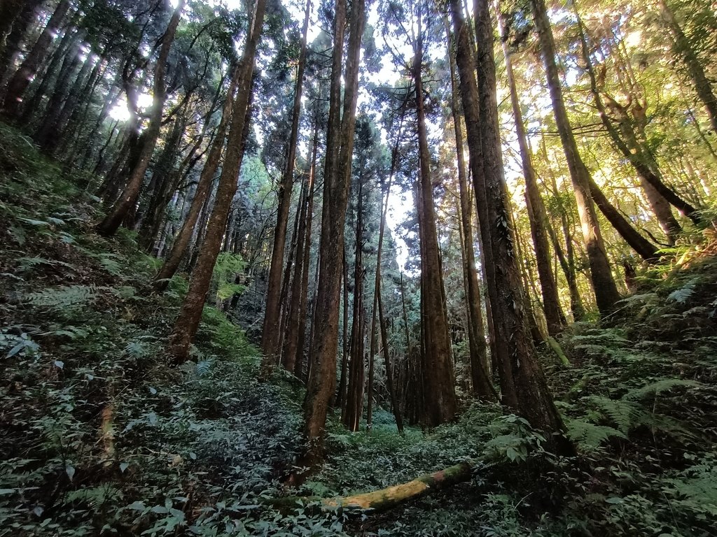 竹山 嶺頭山 金柑樹山 (上) 竹山 嶺頭山 金柑樹山 (上)