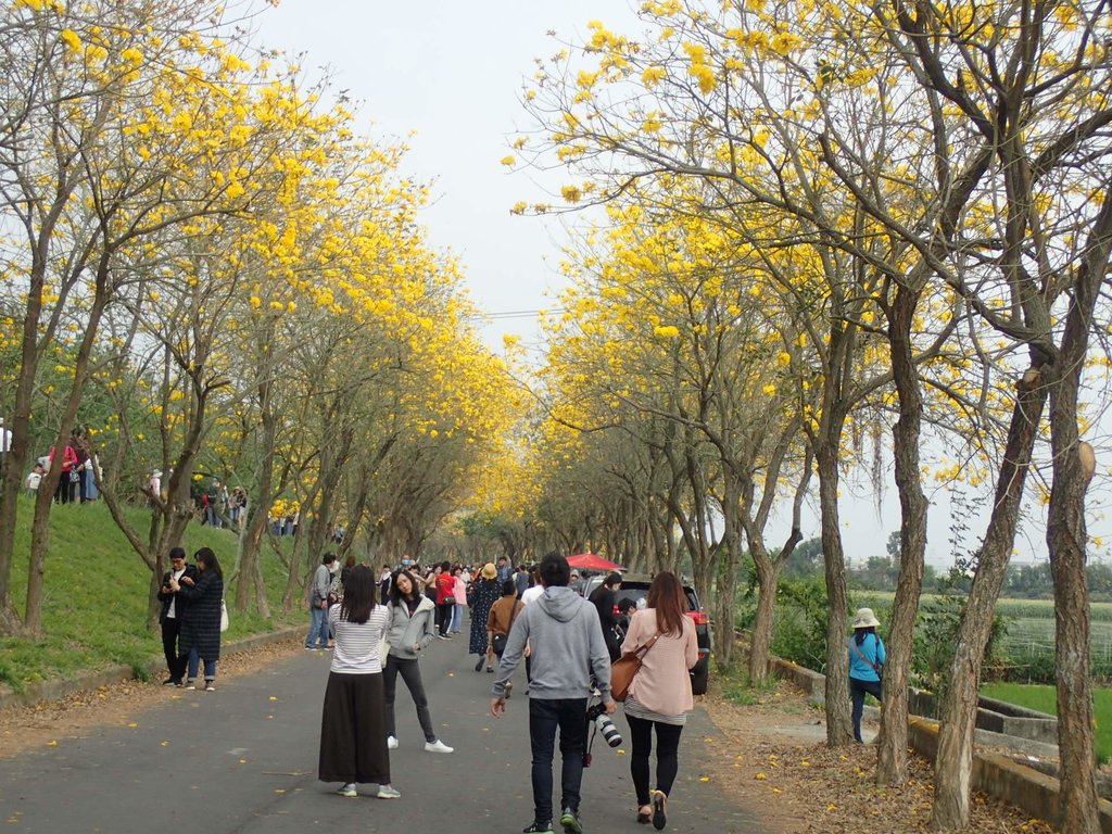 朴子溪畔 黃花風鈴木隧道 朴子溪畔 黃花風鈴木隧道