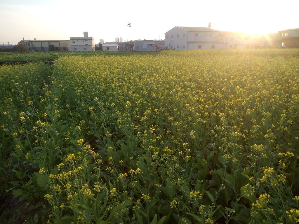 西屯 油菜花田暮光之美 西屯 油菜花田暮光之美