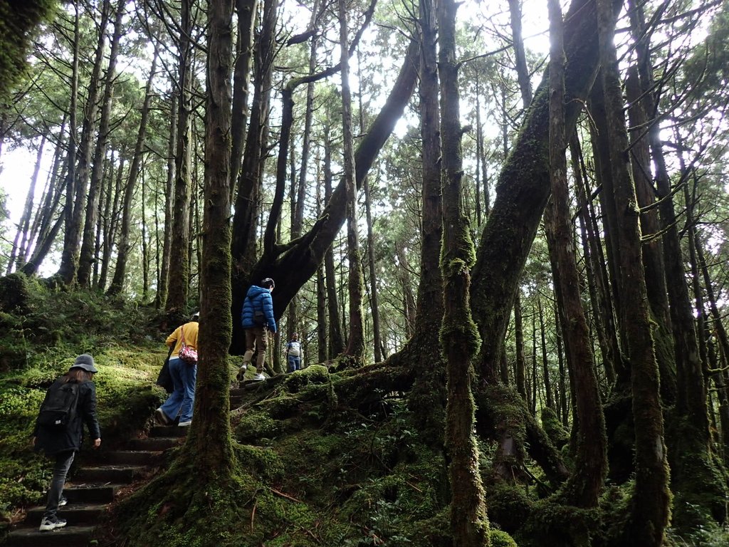 太平山 翠峰湖環山步道 (中) 太平山 翠峰湖環山步道 (中)