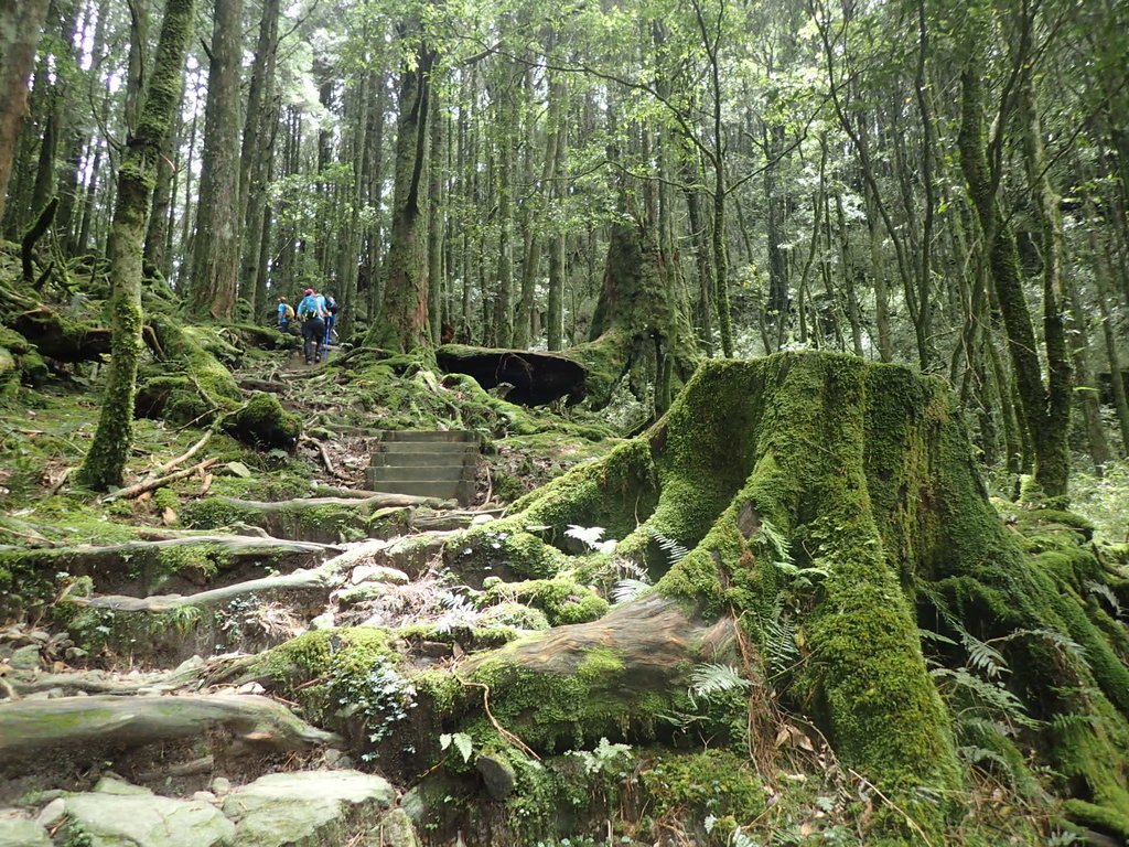 谷關七雄之 八仙山 (中) 谷關七雄之 八仙山 (中)
