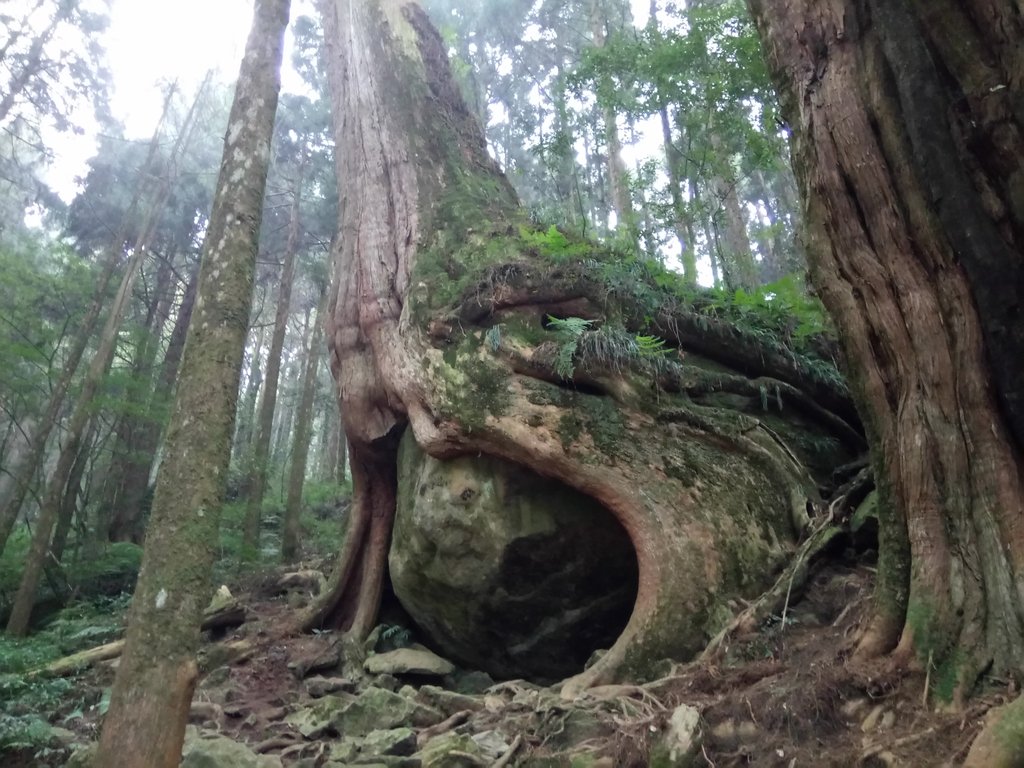 阿里山 二萬坪 樹抱石(夫妻神木) 阿里山 二萬坪 樹抱石(夫妻神木)