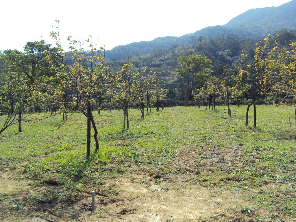 再訪— 金山 葵扇湖 萬順農場 再訪— 金山 葵扇湖 萬順農場