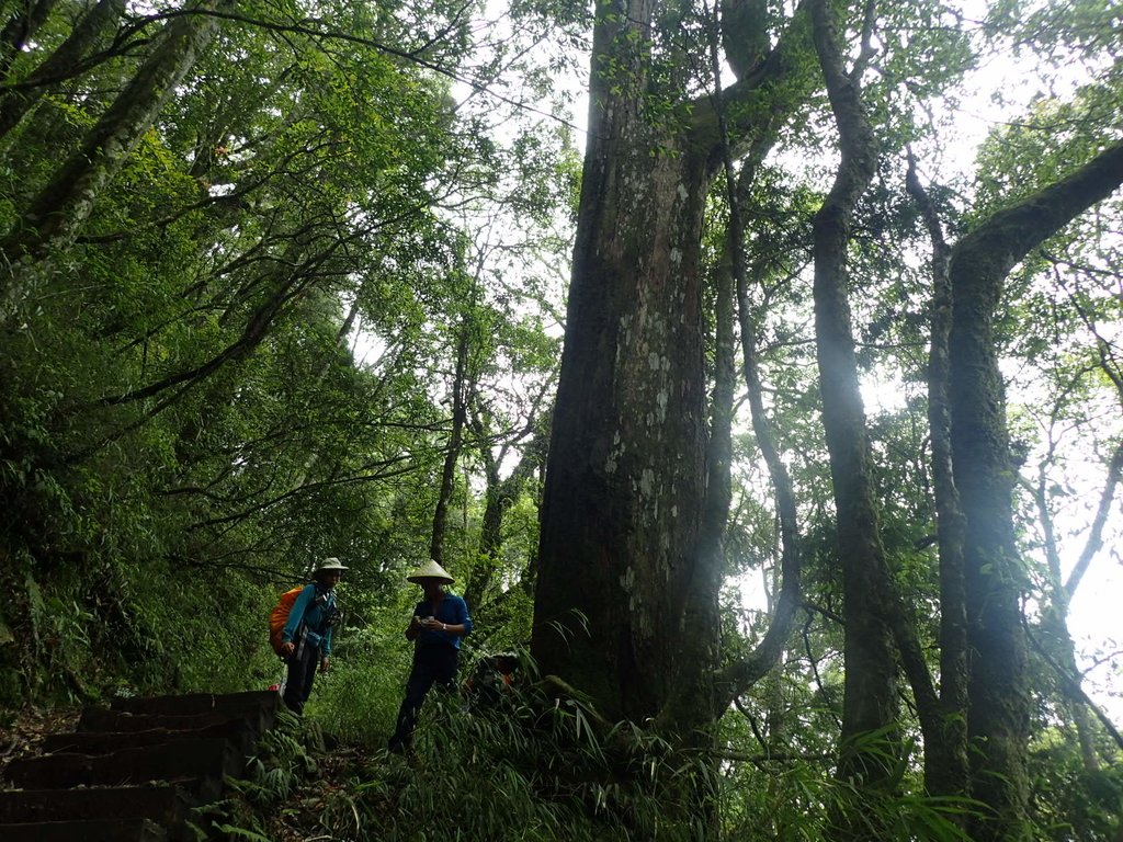 谷關七雄之 八仙山 (下) 谷關七雄之 八仙山 (下)