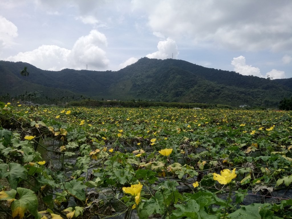 頭社活盆地之 絲瓜田園 頭社活盆地之 絲瓜田園