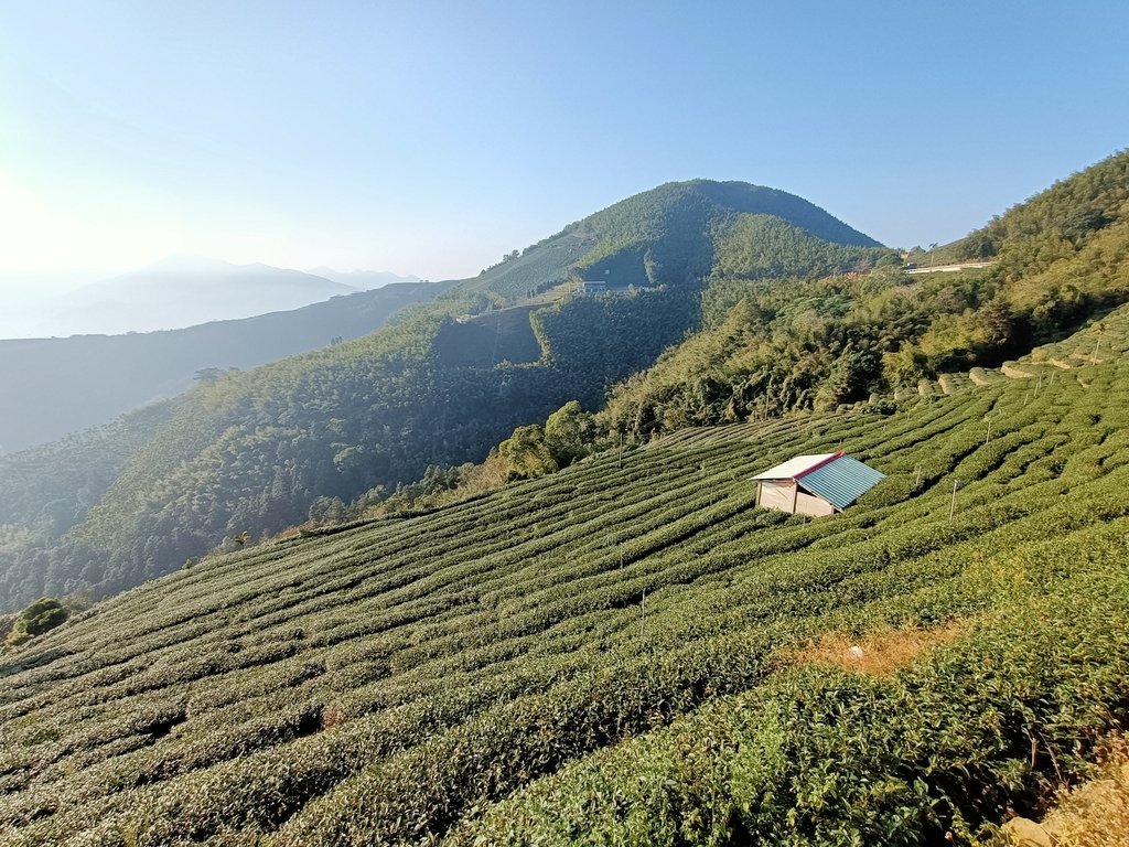 梅山 龍眼林茶園風光 梅山 龍眼林茶園風光
