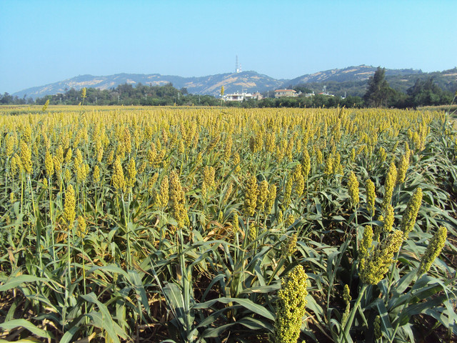 秋日登太武山 (上) 秋日登太武山 (上)