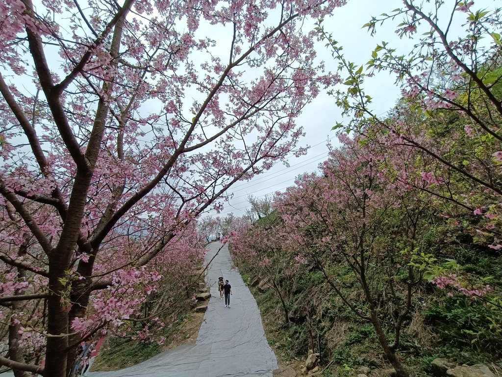 三峽 熊空 大熊櫻花林 (上) 三峽 熊空 大熊櫻花林 (上)
