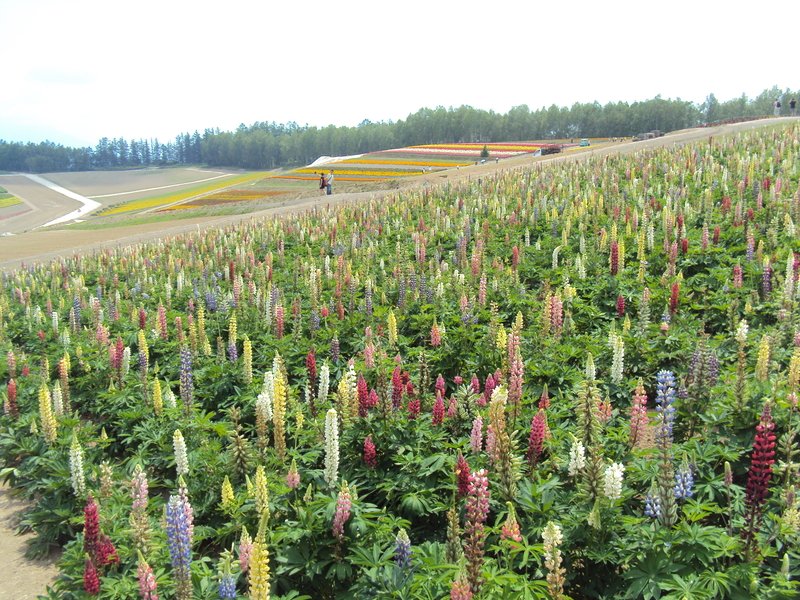 北海道(二十) 美瑛 四季彩之丘 北海道(二十) 美瑛 四季彩之丘