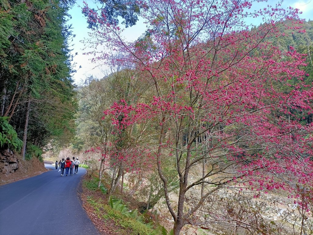 竹山 杉林溪生態渡假園區 (上) 竹山 杉林溪生態渡假園區 (上)