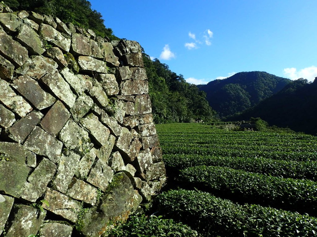 坪林 大舌湖茶園 (下) 坪林 大舌湖茶園 (下)