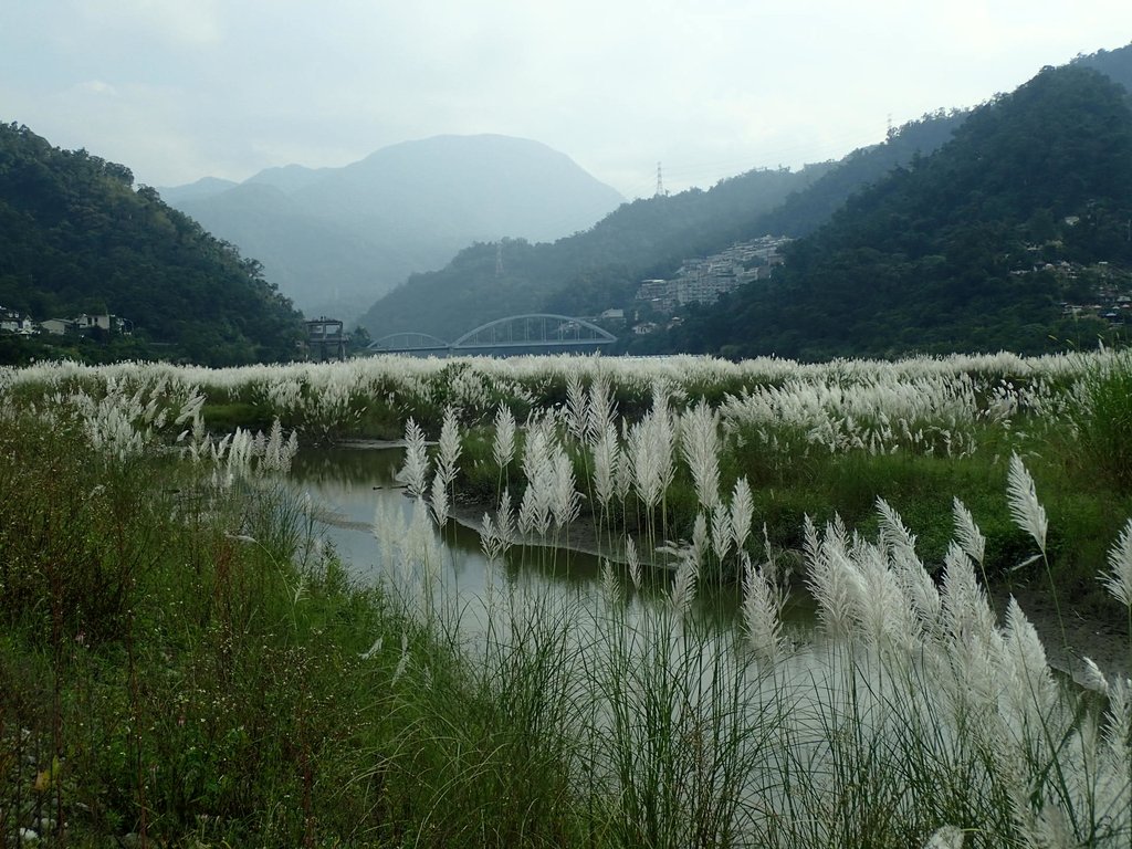 新店 屈尺高灘地 甜根子草 新店 屈尺高灘地 甜根子草