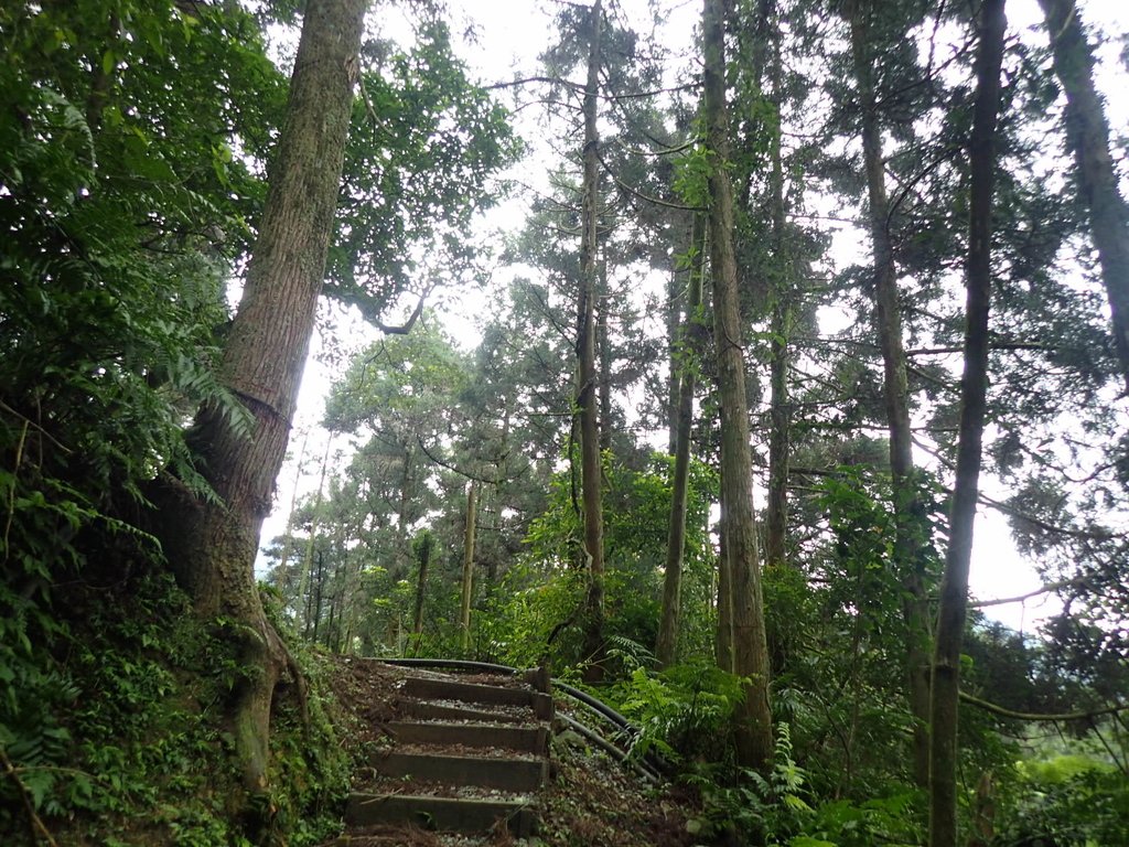 坪林 水聳淒坑步道 坪林 水聳淒坑步道