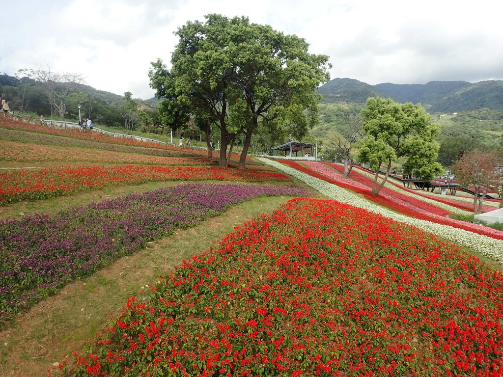 北投社 三層崎公園 花海 北投社 三層崎公園 花海