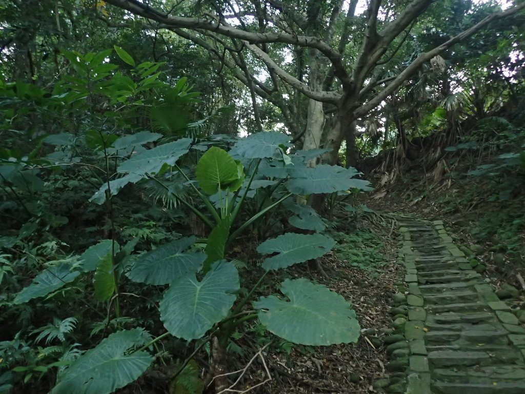 大溪 齋明寺古道 大溪 齋明寺古道
