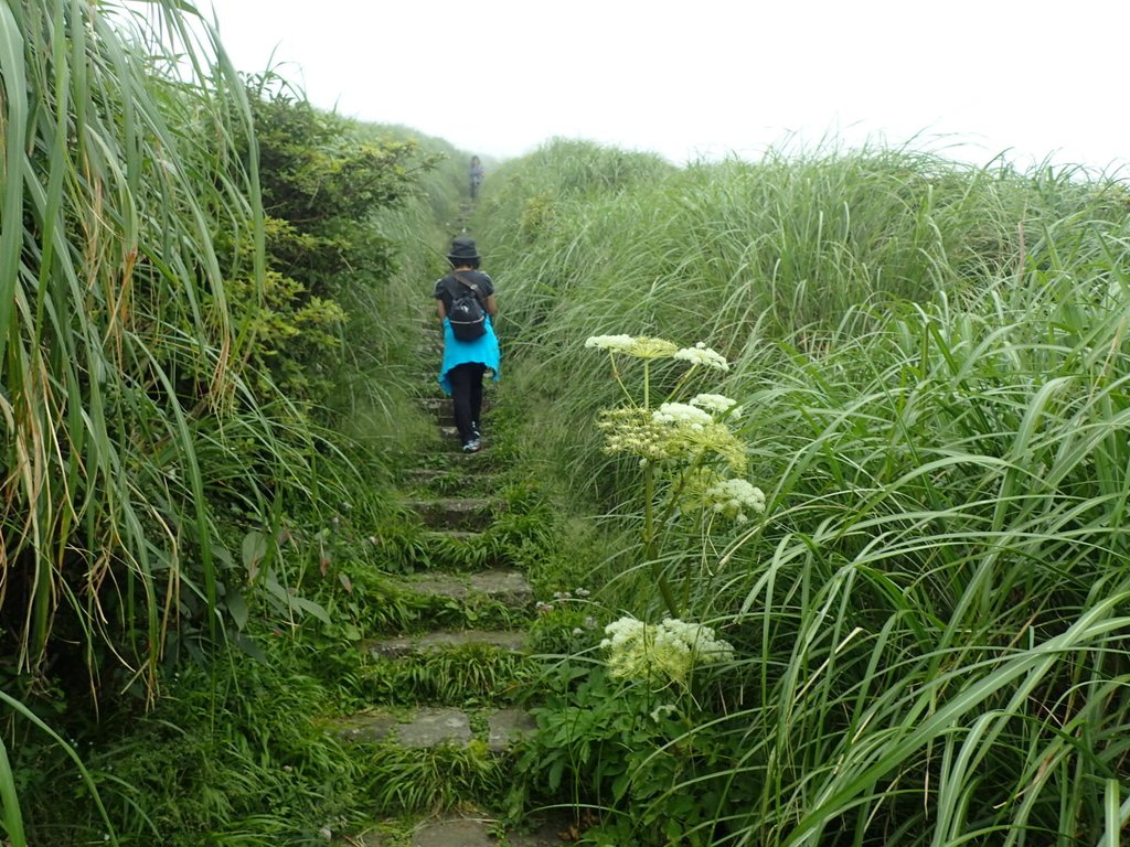 大屯山 二子坪 賞蝶季 大屯山 二子坪 賞蝶季