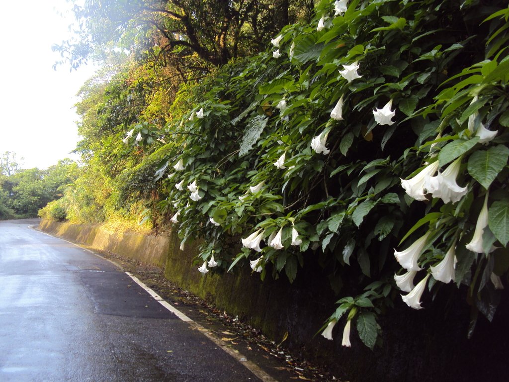 瑞芳 106號縣道 曼陀羅花 瑞芳 106號縣道 曼陀羅花