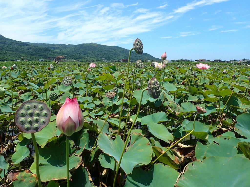 金山 清水濕地 牡丹蓮園 金山 清水濕地 牡丹蓮園