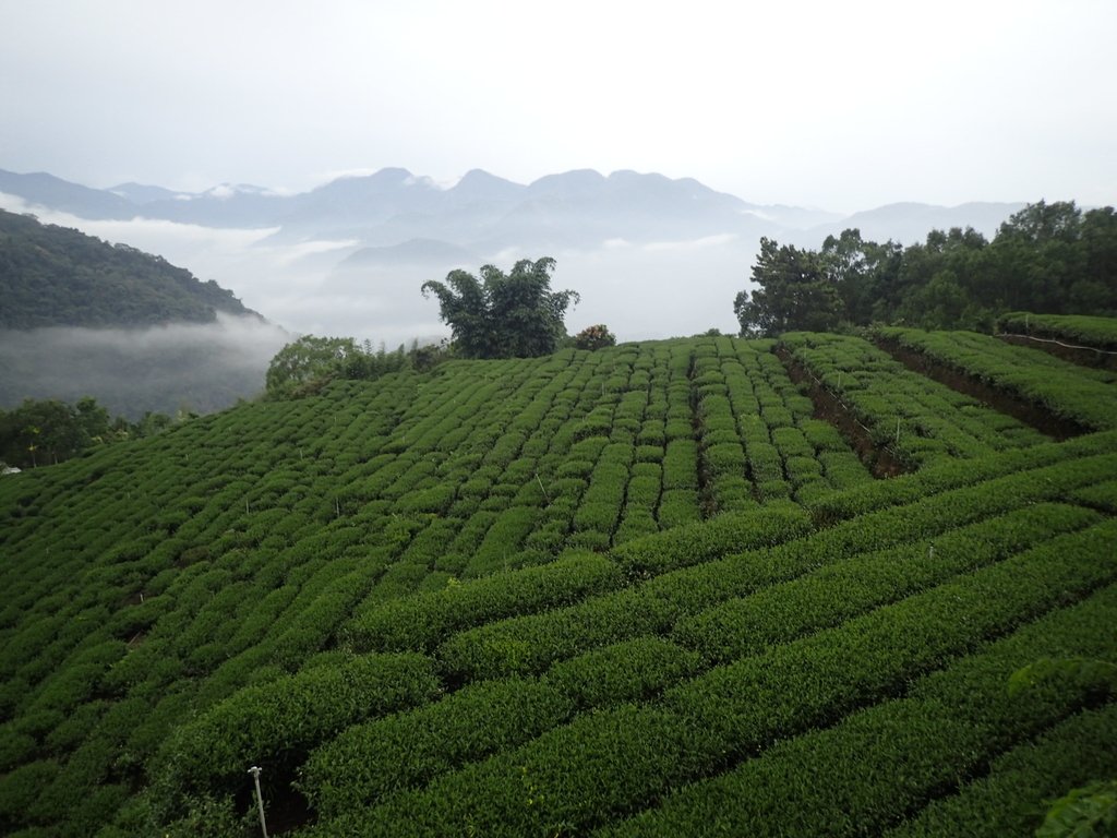 石壁茶區之 茶山雲雨 石壁茶區之 茶山雲雨