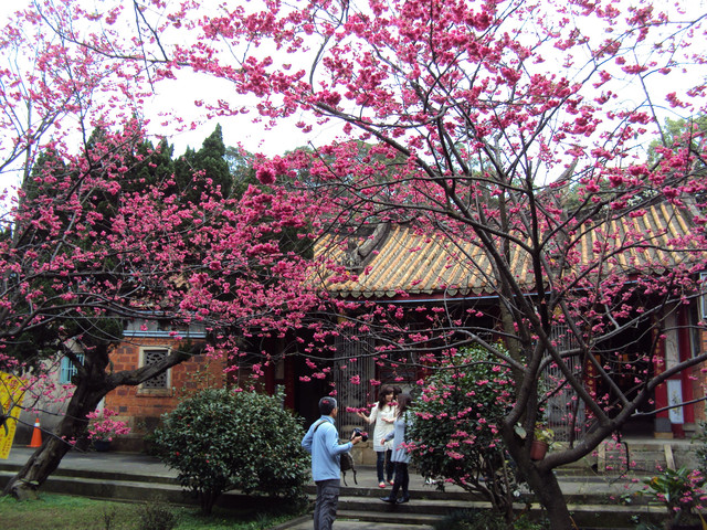 櫻之芳庭 — 楊梅 回善寺 櫻之芳庭 — 楊梅 回善寺