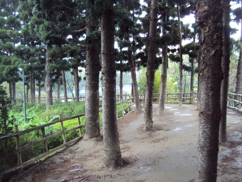 中正紀念堂 水杉林道 中正紀念堂 水杉林道